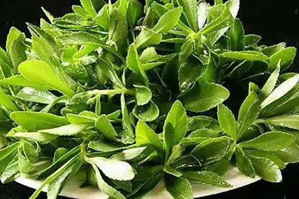 哪些特色蔬菜品種具有種植前景，補(bǔ)血菜、菊苣、高鈣菜等品種可以考慮