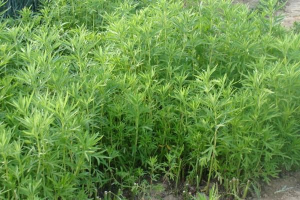 哪些特色蔬菜品種具有種植前景，補(bǔ)血菜、菊苣、高鈣菜等品種可以考慮