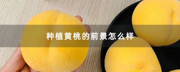 種植黃桃的前景怎么樣