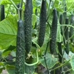 山東精品密刺黃瓜，頂花帶刺，銷路好，保質(zhì)保量，全國發(fā)貨