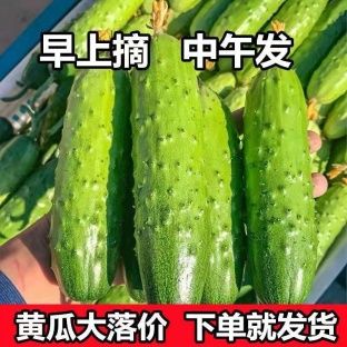 [精品黃瓜]旱黃瓜 水果黃瓜 原產(chǎn)地發(fā)貨歡迎來電采購
