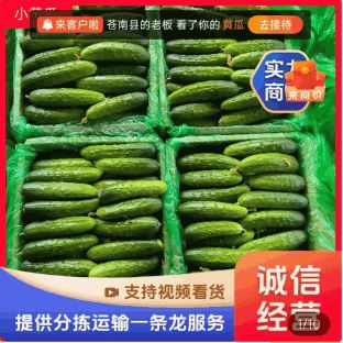 《湖北荊州》精品旱黃瓜，小黃瓜，貨量充足現(xiàn)摘現(xiàn)發(fā)