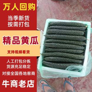 黃瓜 貴州精品黃瓜 產(chǎn)地直發(fā) 品質(zhì)保障 對接全國市場等