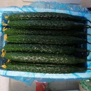 山東壽光精品黃瓜，密刺黃瓜，產(chǎn)地直供，當天采摘，質優(yōu)價廉