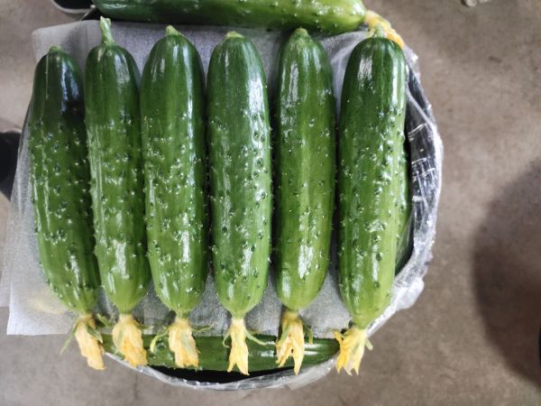黃瓜與青瓜外觀對比圖