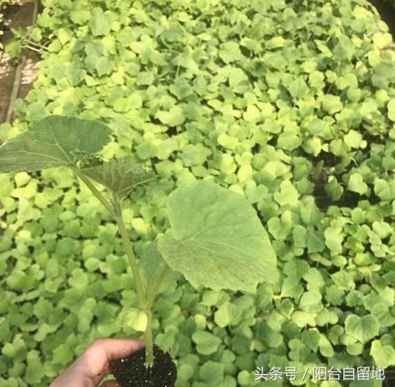 阳台种菜：小黄瓜这么好，美容养颜少不了！