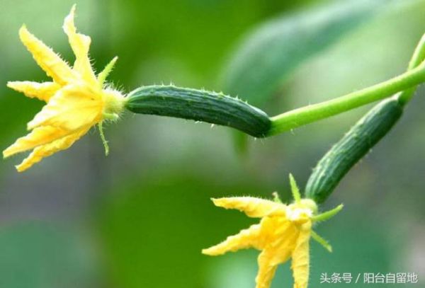 阳台种菜：小黄瓜这么好，美容养颜少不了！