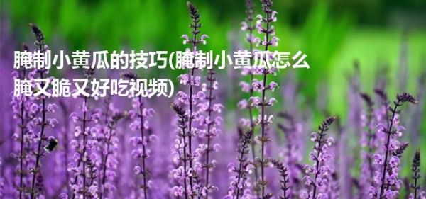 腌制小黃瓜的技巧(腌制小黃瓜怎么腌又脆又好吃視頻)