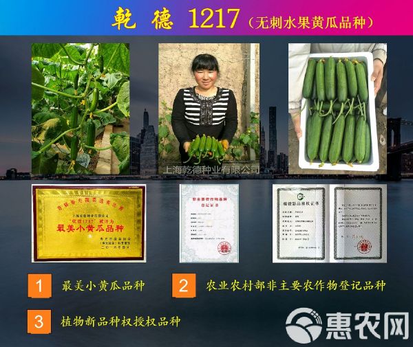 乾德1217黃瓜種子 乾德1217、農(nóng)業(yè)部登記品種、水果黃瓜種子壽光醉美小黃瓜品種