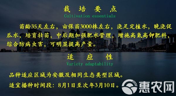 乾德1217黃瓜種子 乾德1217、農(nóng)業(yè)部登記品種、水果黃瓜種子壽光醉美小黃瓜品種