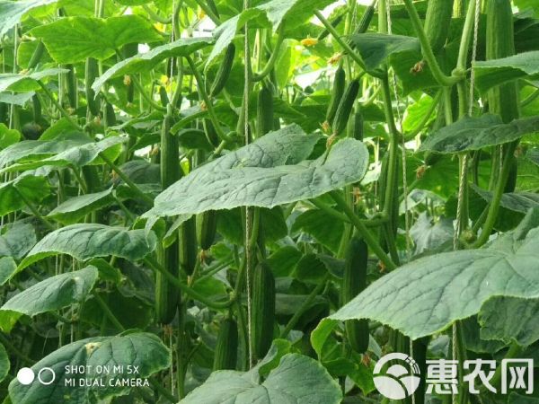 乾德1217黃瓜種子 乾德1217、農(nóng)業(yè)部登記品種、水果黃瓜種子壽光醉美小黃瓜品種