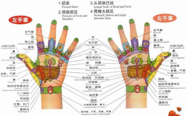 手部反射區(qū)圖（左手掌、右手掌）