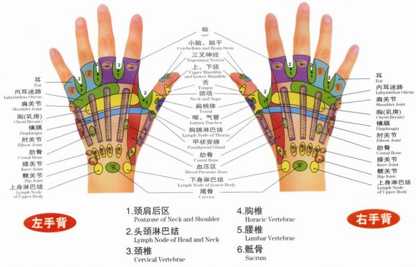 手部反射區(qū)圖（左手背、右手背）