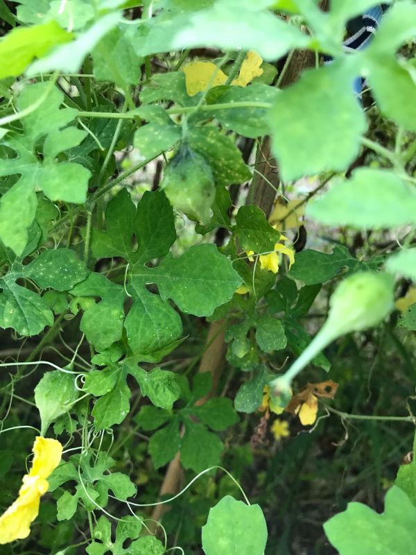 山苦瓜泡茶功效