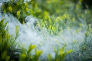 绿茶品牌推荐，品质与口感兼具的茶叶选择指南