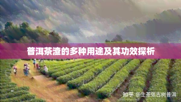 普洱茶渣的多种用途及其功效探析