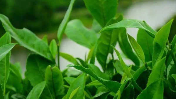 太平猴魁的功效与作用、禁忌和食用方法
