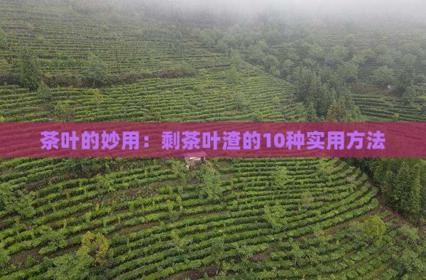 剩茶叶渣的用处