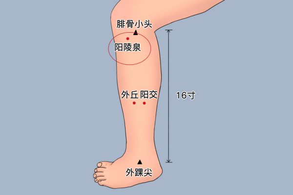 阳陵泉位置图