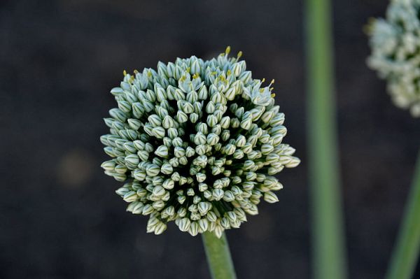 中醫(yī)調(diào)理身體一般需要幾個(gè)月 第4張