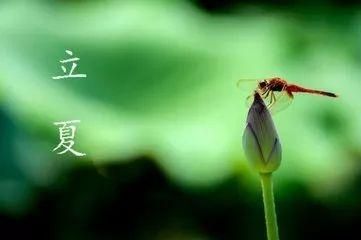 2021立夏的早安短信祝福语