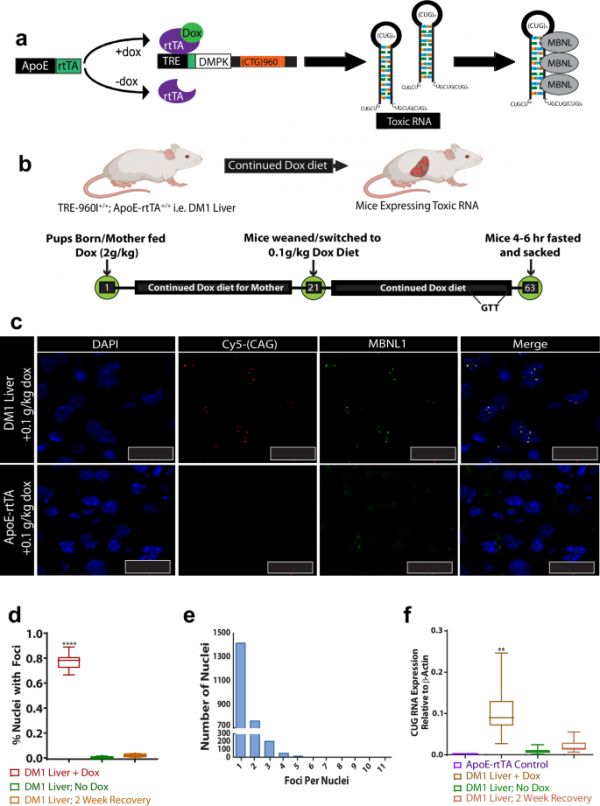 Altered drug metabolism and increased susceptibility to fatty liver disease in a mouse model of myotonic dystrophy