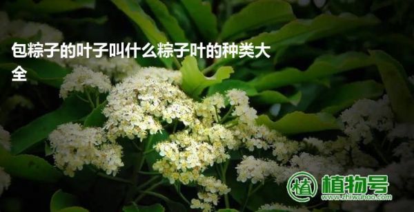 包粽子的叶子叫什么粽子叶的种类大全