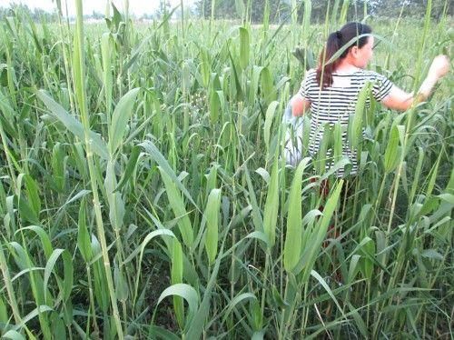 农村这几种野菜的叶子包粽子是一绝，健康又美味，你都吃过吗