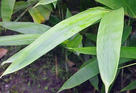 农村这几种野菜的叶子包粽子是一绝，健康又美味，你都吃过吗