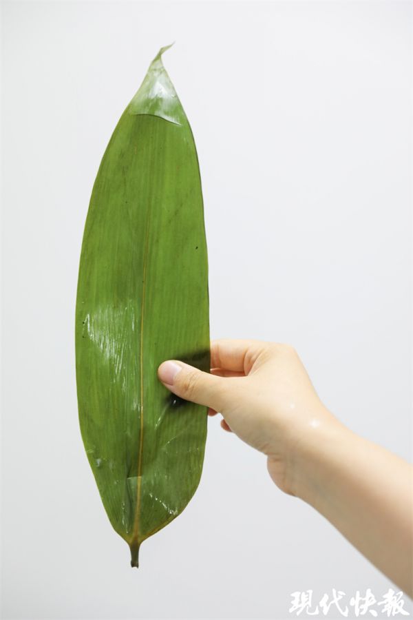 蘆葦葉、箬竹葉、芒葉……你家鄉(xiāng)包粽子用什么葉？2