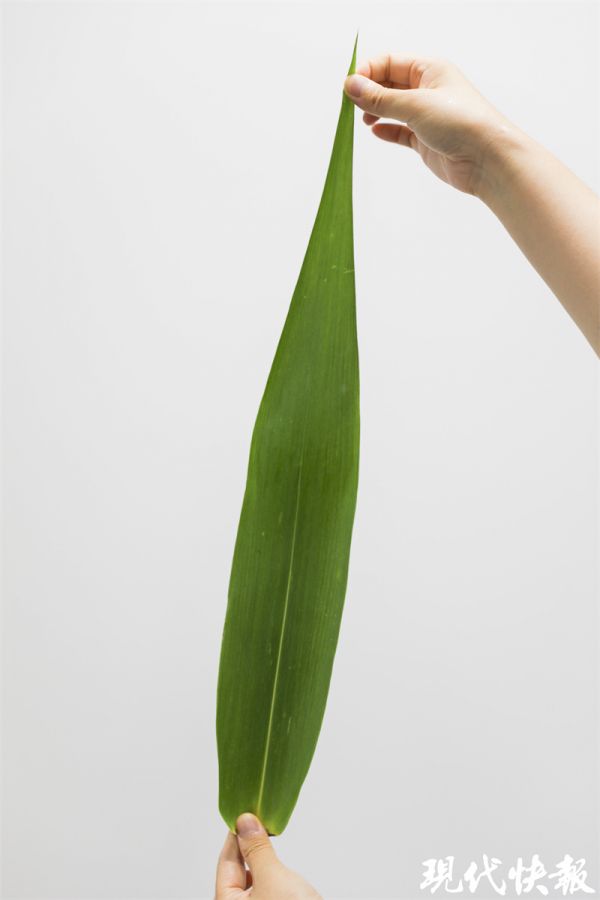 蘆葦葉、箬竹葉、芒葉……你家鄉(xiāng)包粽子用什么葉？3