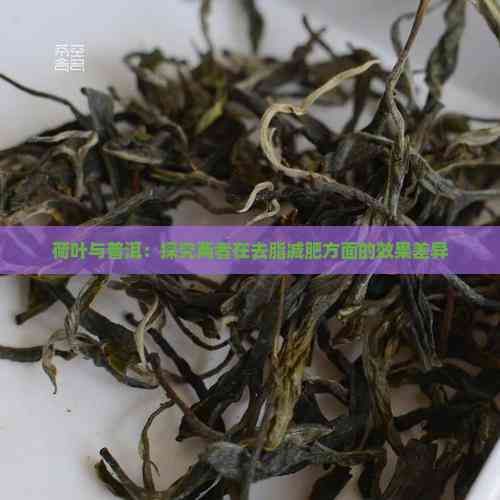 荷叶与普洱：探究两者在去脂减肥方面的效果差异