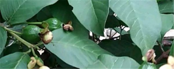 番石榴葉子煮水的功效
