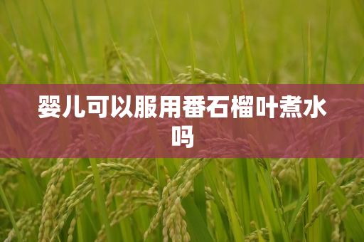 嬰兒可以服用番石榴葉煮水嗎