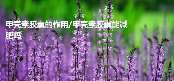 甲殼素膠囊的作用/甲殼素膠囊能減肥嗎