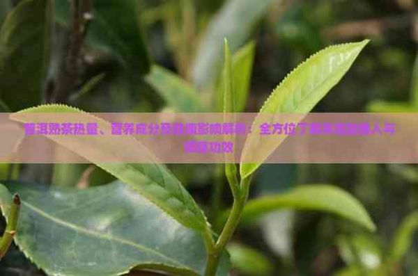 普洱熟茶熱量、營養(yǎng)成分及健康影響解析：全方位了解其能量攝入與保健功效