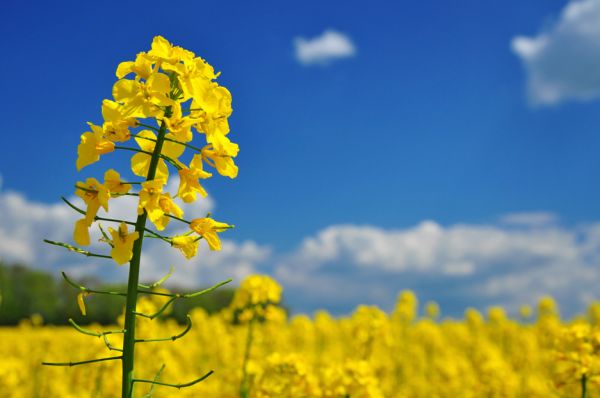セイヨウアブラナの花とセイヨウアブラナ畑