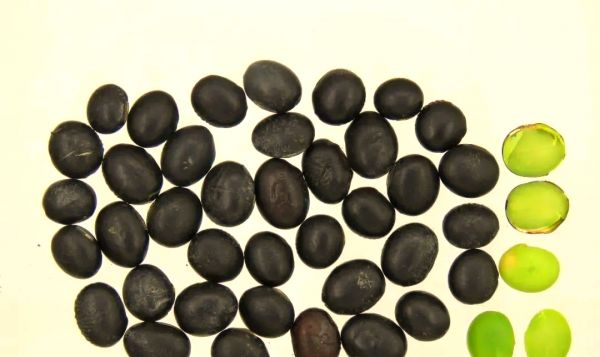 黑豆與相克食物的化學(xué)反應(yīng)示意圖