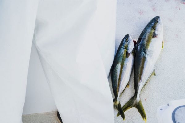 Fish - WE ARE CLEAN - CLEAN EATING