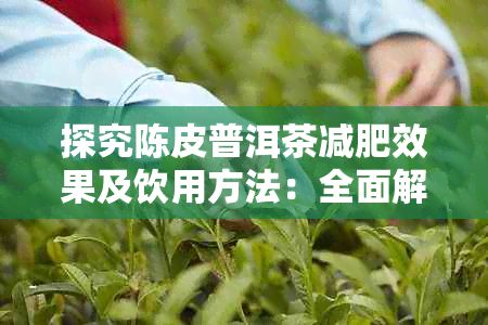 探究陳皮普洱茶減肥效果及飲用方法:全面解析其對(duì)體重管理的影響