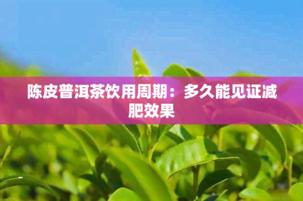 陳皮普洱茶飲用周期:多久能見證減肥效果