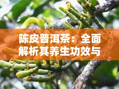 陳皮普洱茶:全面解析其養(yǎng)生功效與飲用指南