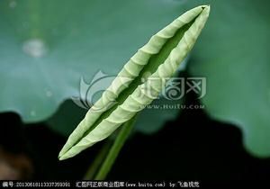 荷叶煎饼—营养 减肥餐的做法 步骤11