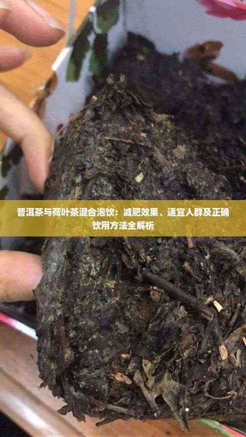 普洱茶与荷叶茶混合泡饮：减肥效果、适宜人群及正确饮用方法全解析