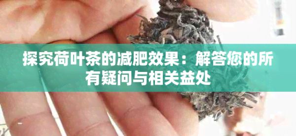 探究荷叶茶的减肥效果：解答您的所有疑问与相关益处