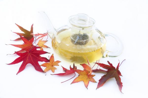 楓樹(shù)茶的作用：清火解毒，提高免疫力