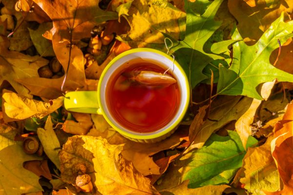 楓樹(shù)茶的作用：清火解毒，提高免疫力