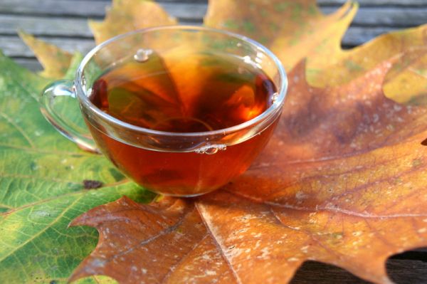 楓樹(shù)茶的作用：清火解毒，提高免疫力