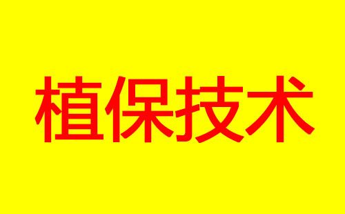 芒果控梢的作用、时间及药剂选择总结