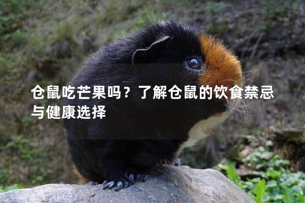 倉鼠吃芒果嗎？了解倉鼠的飲食禁忌與健康選擇